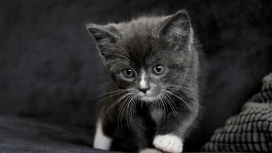 高清晰呆萌猫可爱桌面壁纸下载