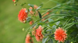 高清晰野菊花壁纸