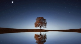 高清晰单棵树壁纸