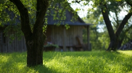 高清晰绿草丛林的树壁纸