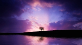 高清晰紫色湖边树壁纸