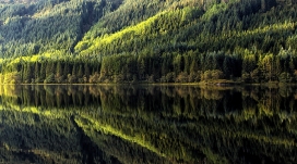 高清晰绿色树林倒影湖壁纸