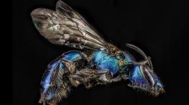 高清晰蓝色大蜂壁纸