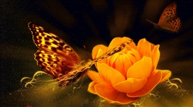 高清晰魔法蝴蝶壁纸