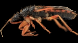 高清晰大黑黄蜂昆虫微距壁纸