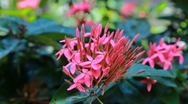 高清晰红色小花壁纸