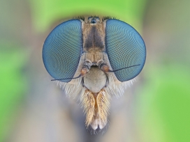 高清晰苍蝇眼睛写真壁纸