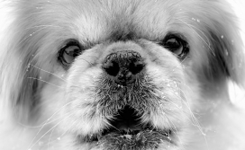 高清晰白色小宠物狗壁纸