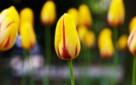 高清晰黄色条纹郁金香花瓣壁纸