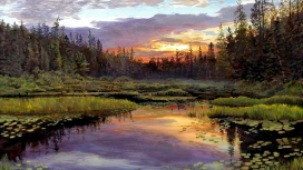 迷人的森林池塘日落