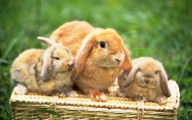 高清可爱兔子动物电脑壁纸下载