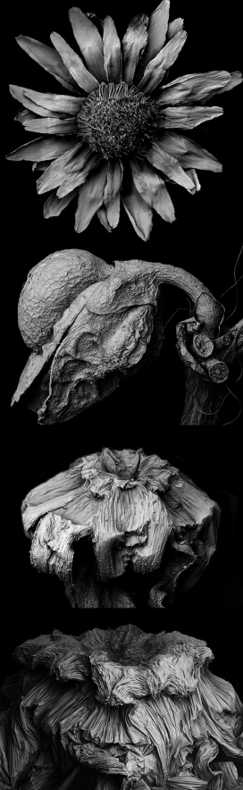 微观艺术下枯萎的植物黑白艺术照片-非常精细的细节，描绘了生命周期的本质
