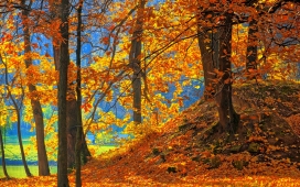 高清晰唯美秋季森林景色壁纸下载