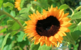 高清晰太阳花向日葵花瓣壁纸