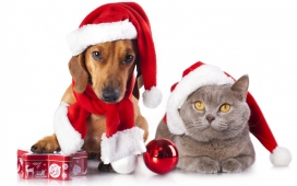 高清晰圣诞节可爱猫狗动物电脑壁纸下载