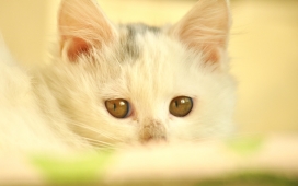 高清晰可爱卖萌宠物小猫猫壁纸下载