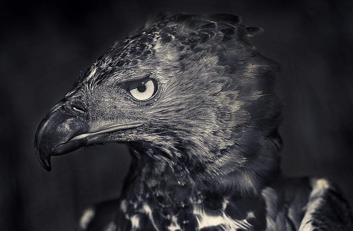 FEATHERED-羽毛鸟黑白照片---酷图编号5