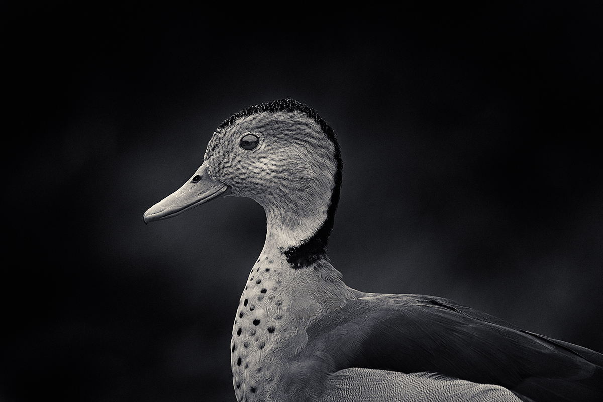 FEATHERED-羽毛鸟黑白照片---酷图编号2