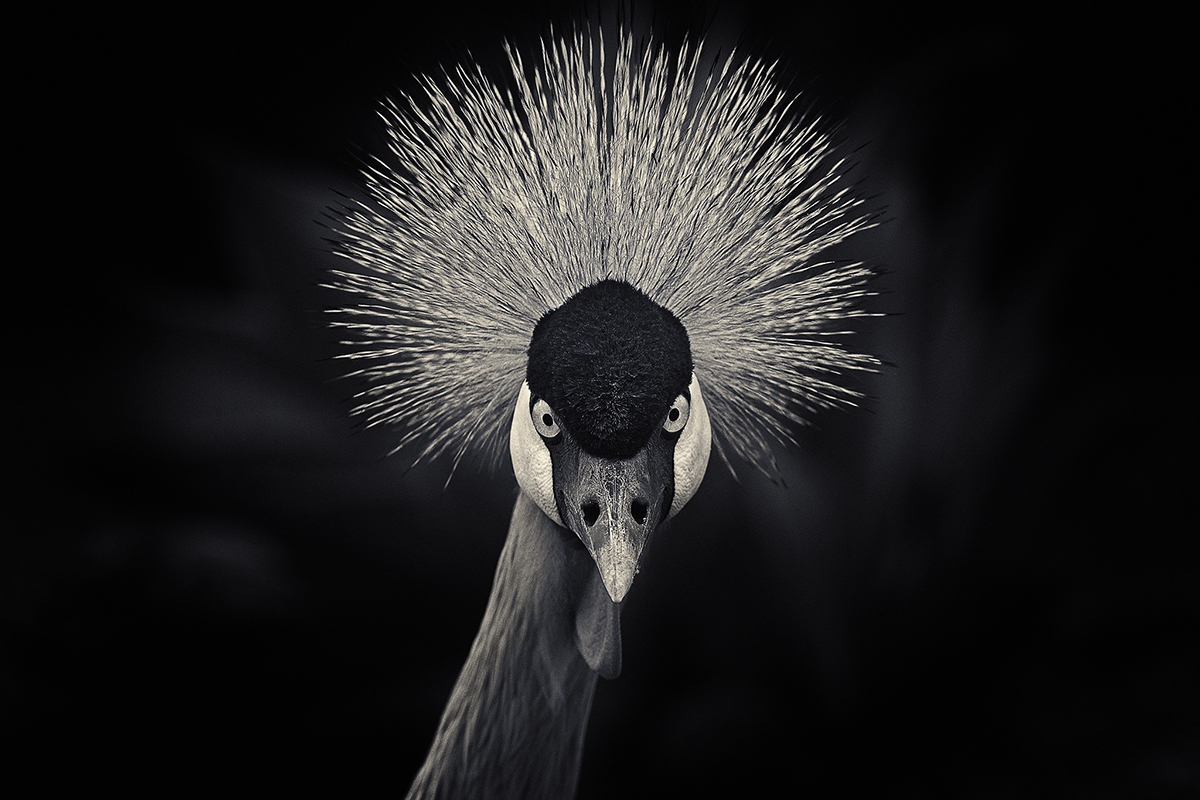 鸟 羽毛 动物 - Pixabay上的免费照片 - Pixabay