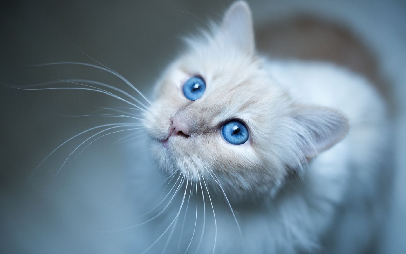 美丽的白猫 蓝色眼睛 高清图片壁纸美丽的白猫壁纸图片_桌面壁纸图片_壁纸下载-元气壁纸