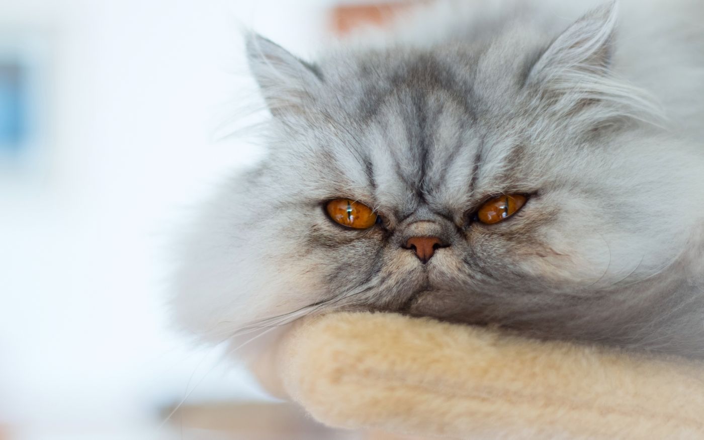 高清晰灰白狰狞的猫图片