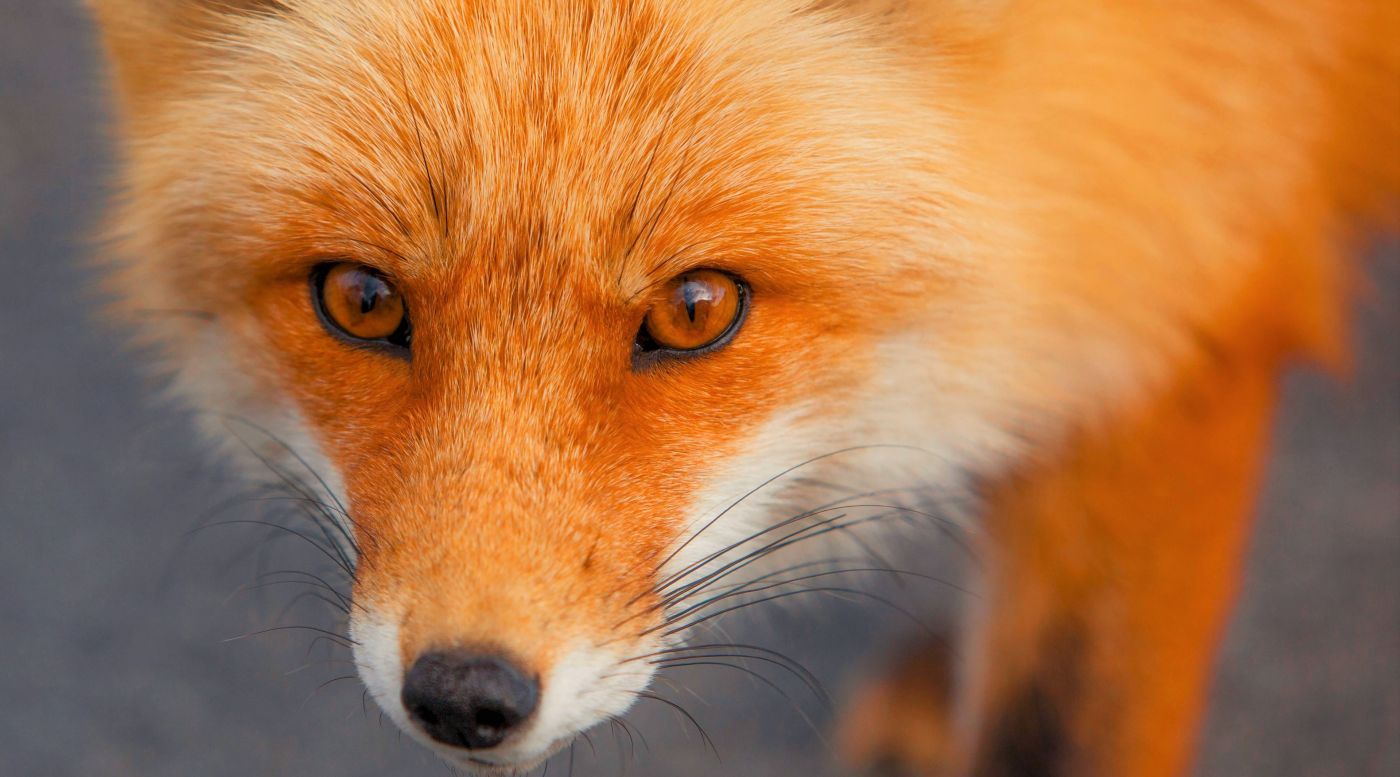 好奇的狐狸图片