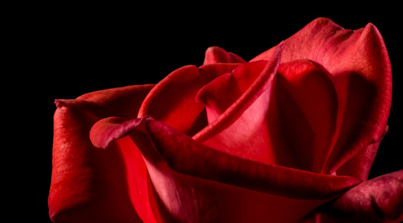 鲜艳的红色花朵图片手机壁纸_蓝天下的花朵图片手机壁纸_三千图片网