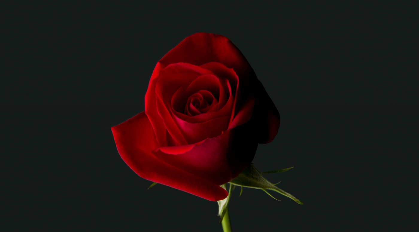 红玫瑰壁纸高清图片-千图网