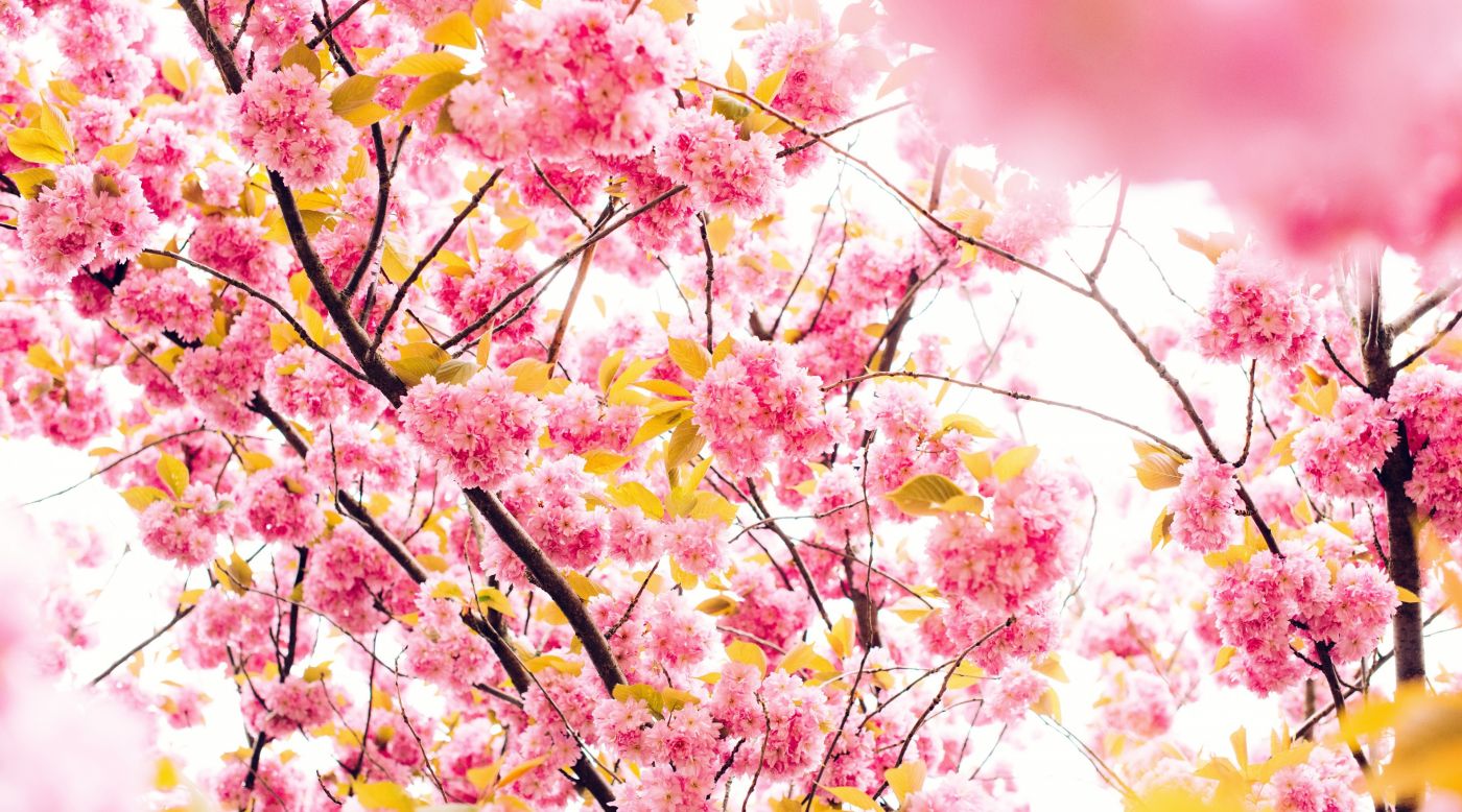 日本樱花树图片