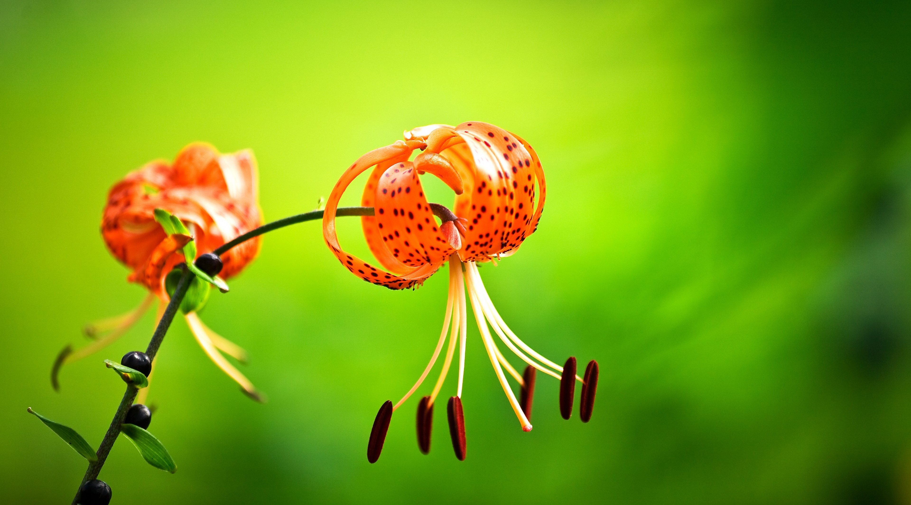 id-951939-高清晰带触须的绿红百合花高清大图