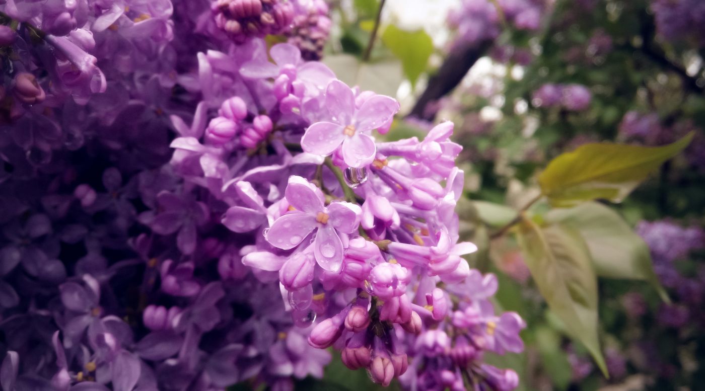 壁纸 紫色丁香花的分支，自然，春天 1920x1200 HD 高清壁纸, 图片, 照片
