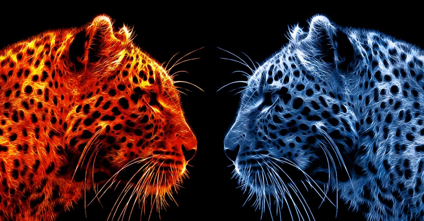 对决的火豹图片