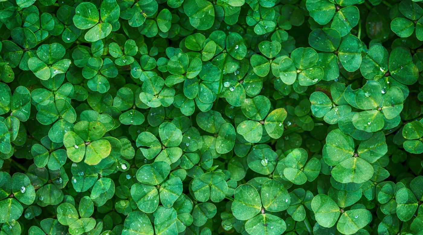 高清晰绿色草壁纸图片