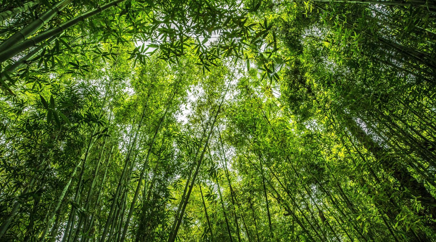 高清晰俯拍的绿色竹林壁纸 欧莱凯设计网 08php Com
