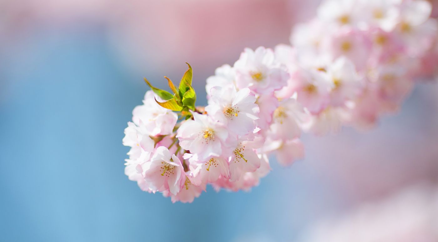 高清晰粉红色的白花壁纸图片