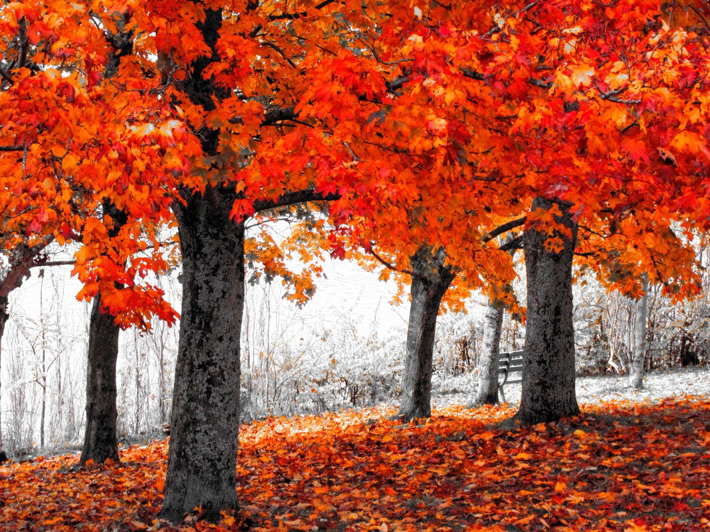 秋天风景图片高清枫叶手机壁纸_手机壁纸_mm4000图片大全