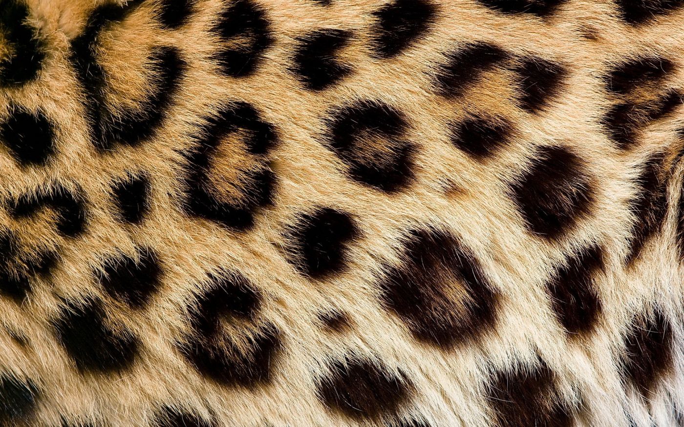 壁纸1280×1024豹子写真 2 2壁纸,豹子写真壁纸图片-动物壁纸-动物图片素材-桌面壁纸