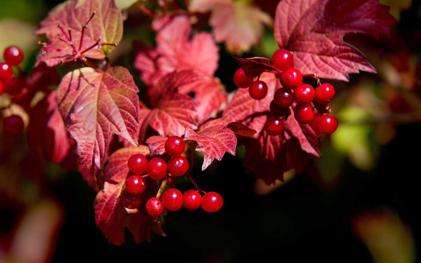 红色浆果叶图片