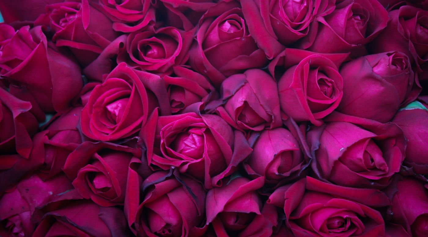 紫色玫瑰花桌面设计元素素材免费下载(图片编号:5196901)-六图网