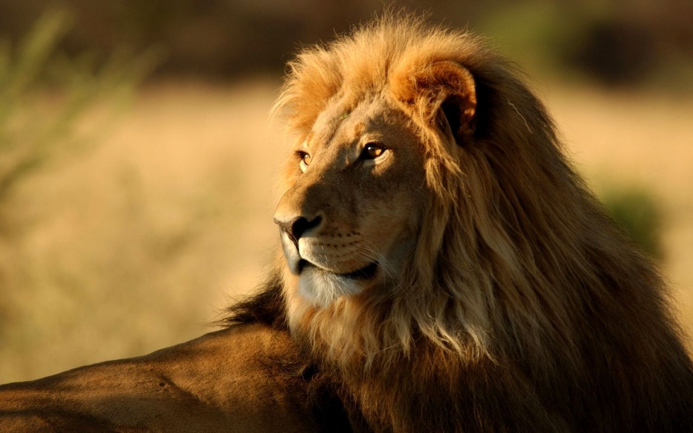 狮子母狮草原非洲图片素材-编号13905322-图行天下