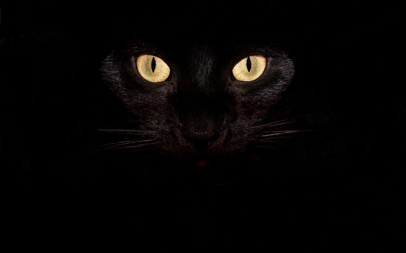 黑暗中的小猫咪|摄影|动物|Angeline张一一 - 原创作品 - 站酷 (ZCOOL)