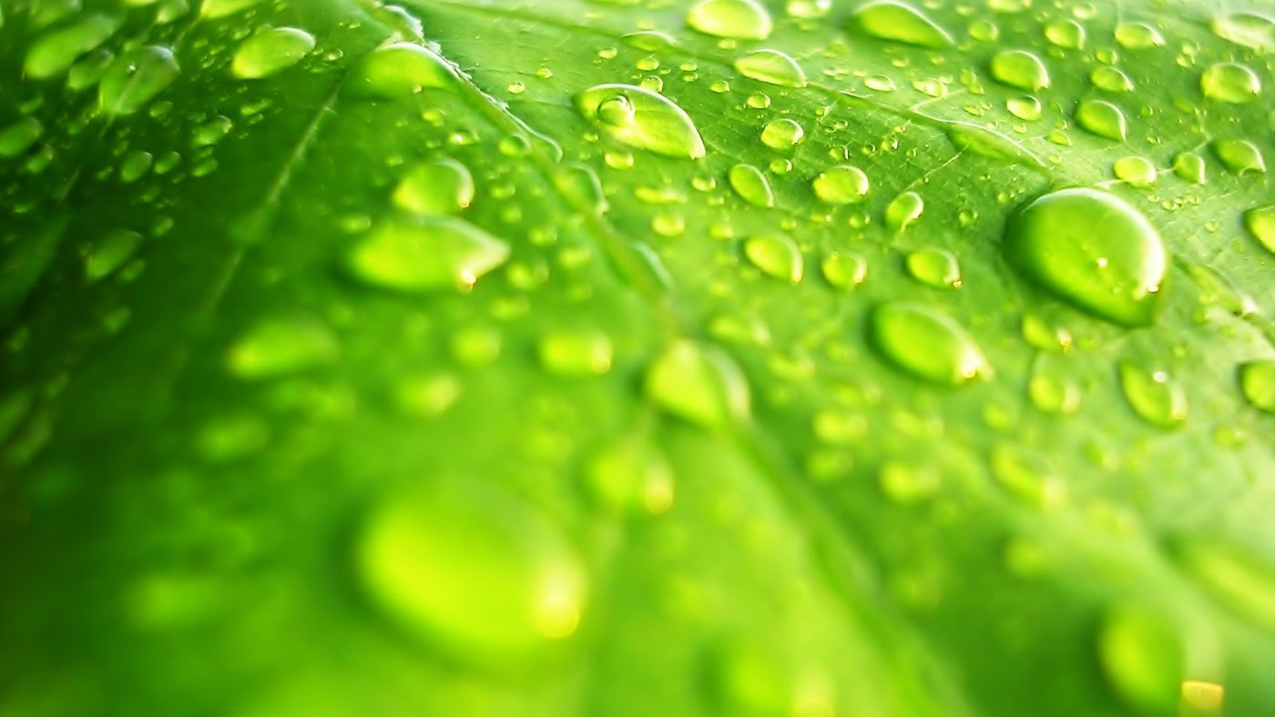 高清晰绿叶上的水滴壁纸 欧莱凯设计网 08php Com