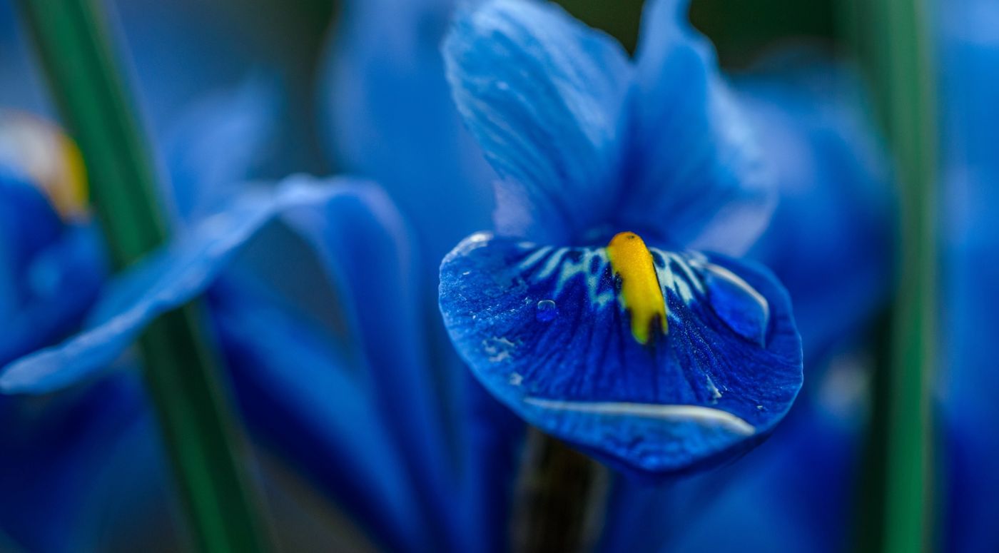 蓝色鸢尾花图片