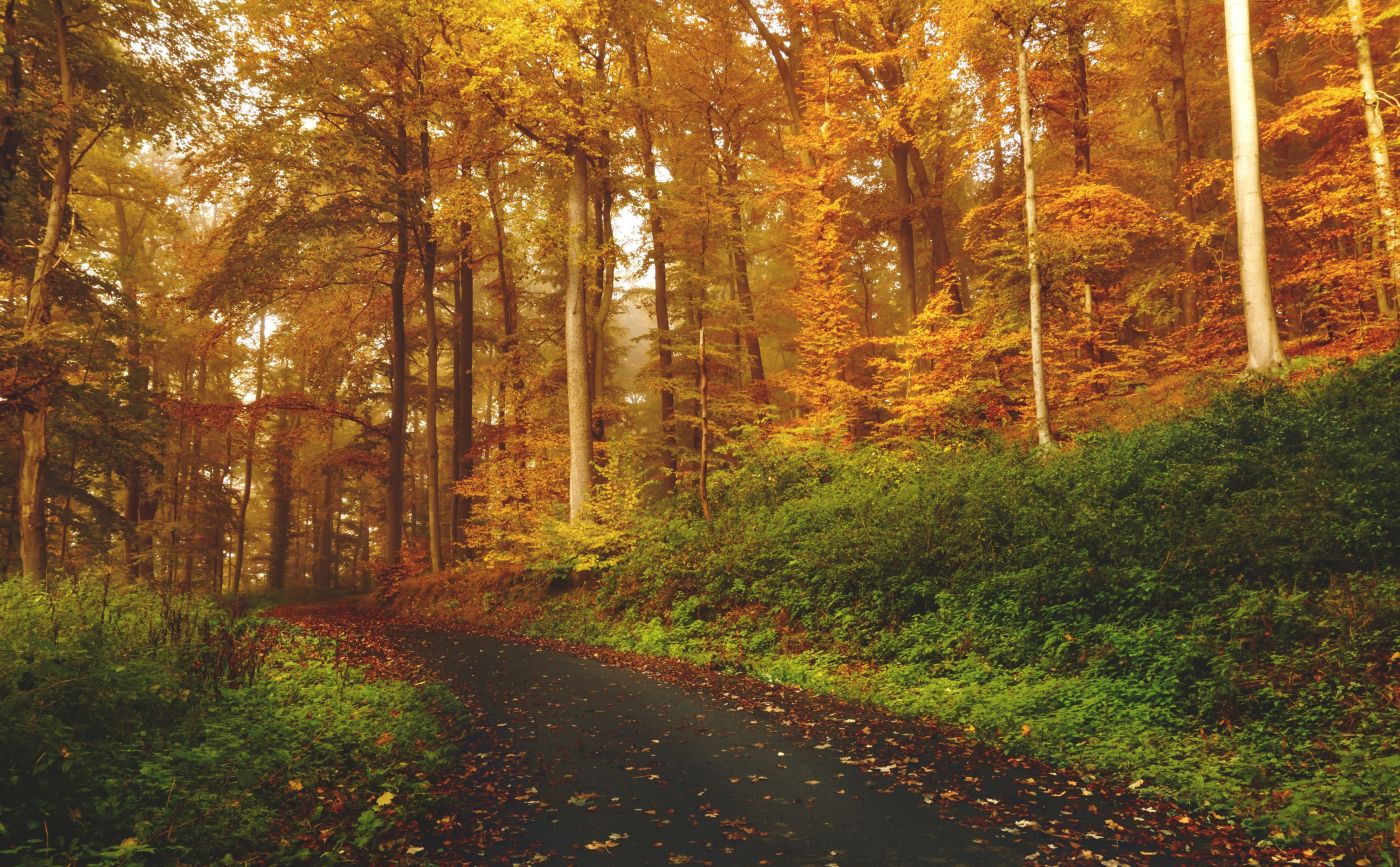 高清晰秋季森林路壁纸图片