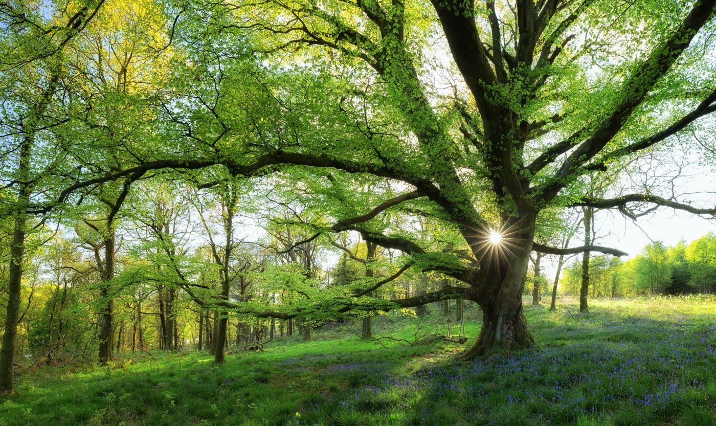 自然绿色树叶素材高清图片下载-正版图片500119598-摄图网