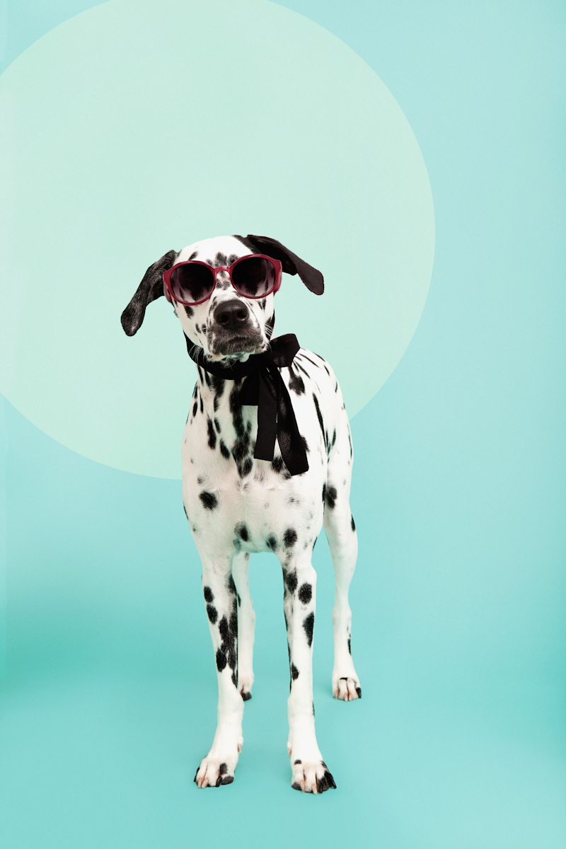 Atlas Magazine-宠物杂志狗狗摄影图---酷图编号9