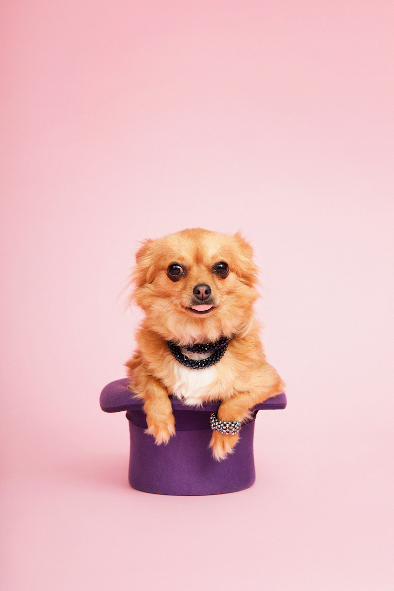 Atlas Magazine-宠物杂志狗狗摄影图---酷图编号4