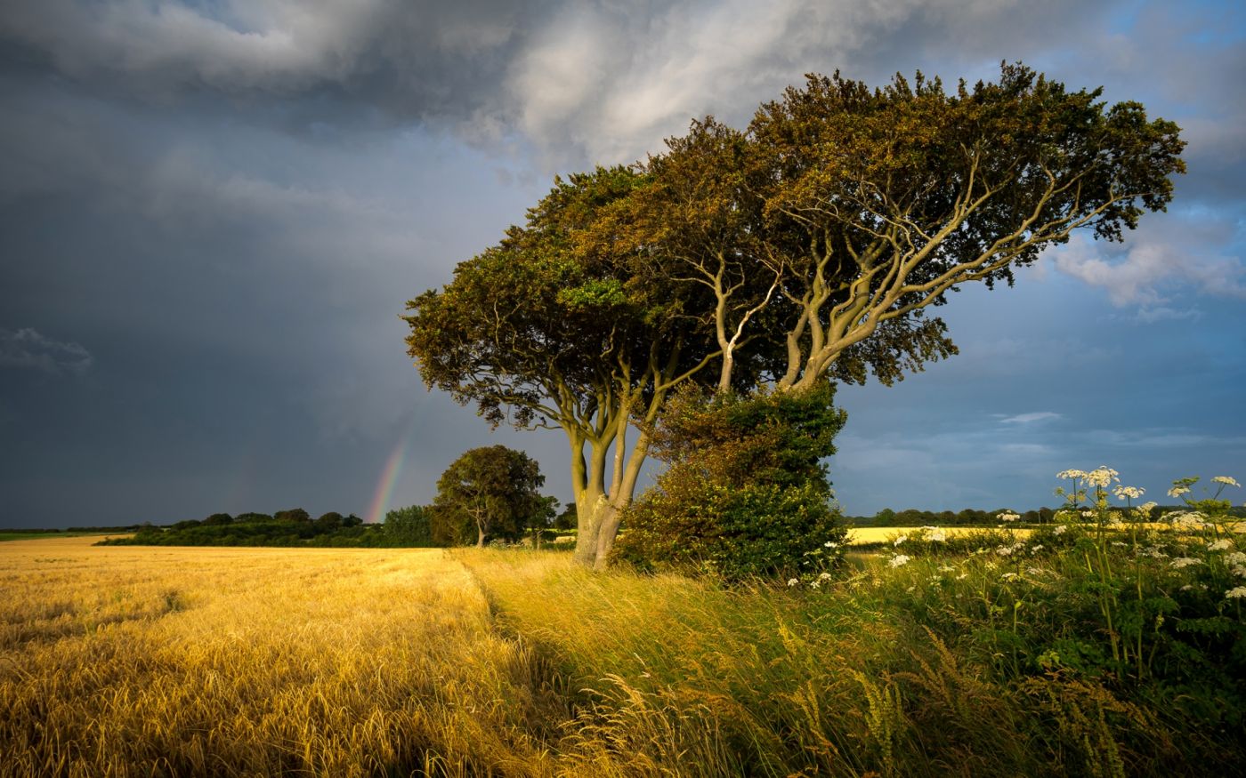华丽的树木植物图片