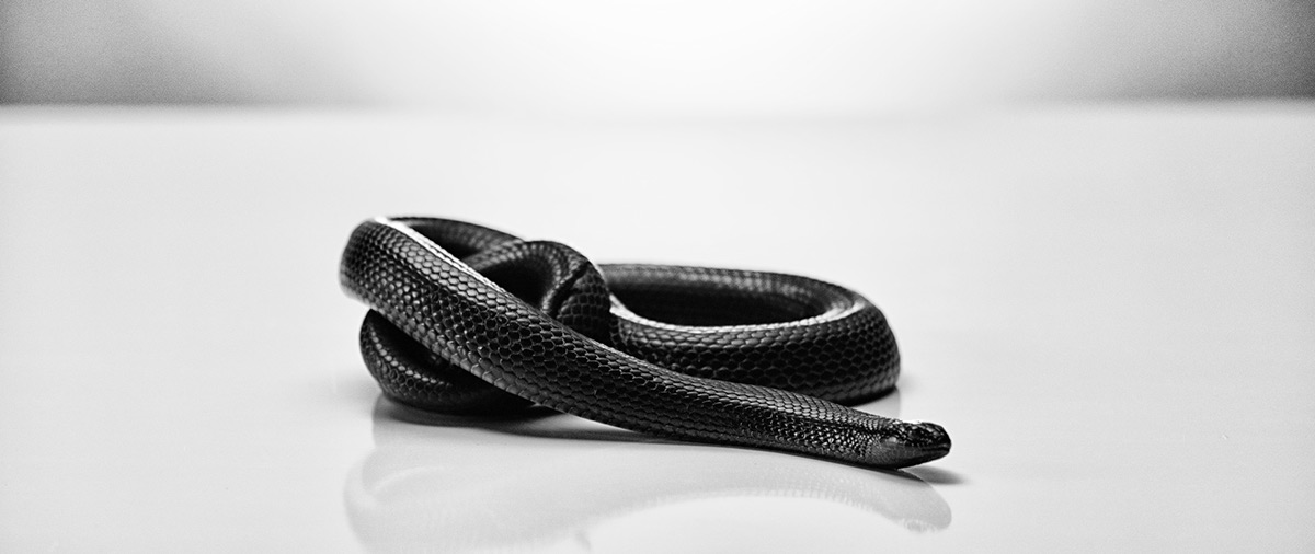 Black on White Snake-蛇黑白摄影图---酷图编号4