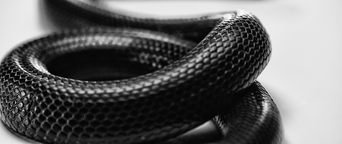 Black on White Snake-蛇黑白摄影图---酷图编号2